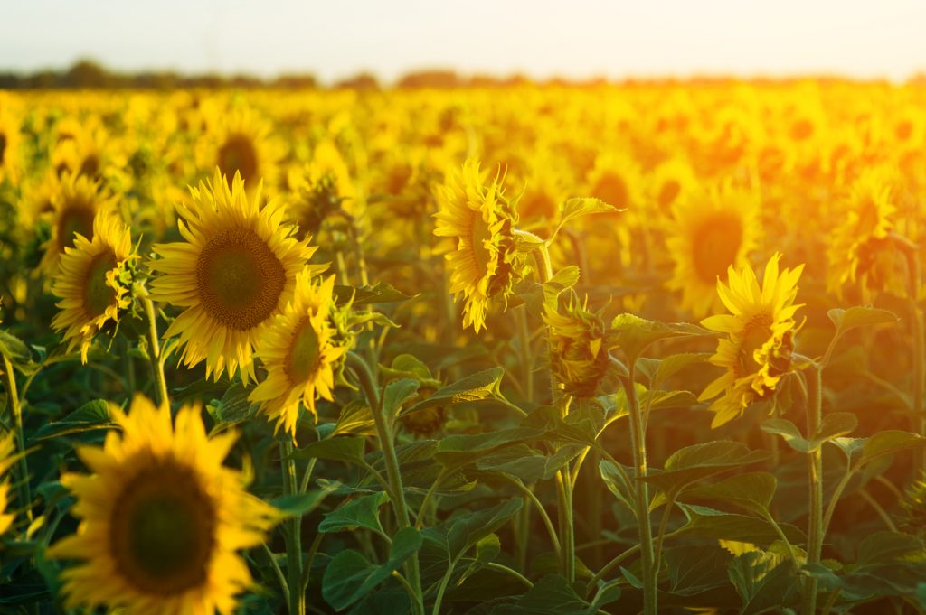 field of blooming sunflowers for a Sunflower festival